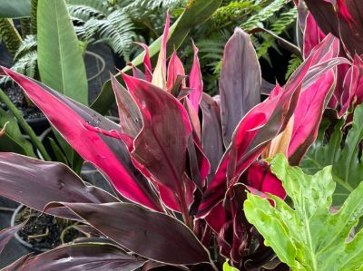 Cordyline fruticosa Tartan. Common name - Cabbage Tree, Cabbage Palm, Good Luck Plant, Palm Lily, Ti Plant