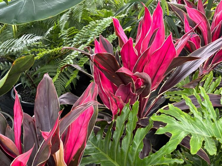 Cordyline fruticosa Tartan. Common name - Cabbage Tree, Cabbage Palm, Good Luck Plant, Palm Lily, Ti Plant