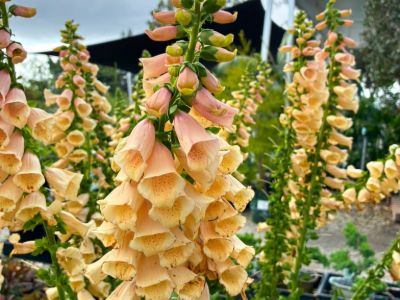 Digitalis purpurea Dalmatian Peach. Common name - Foxglove