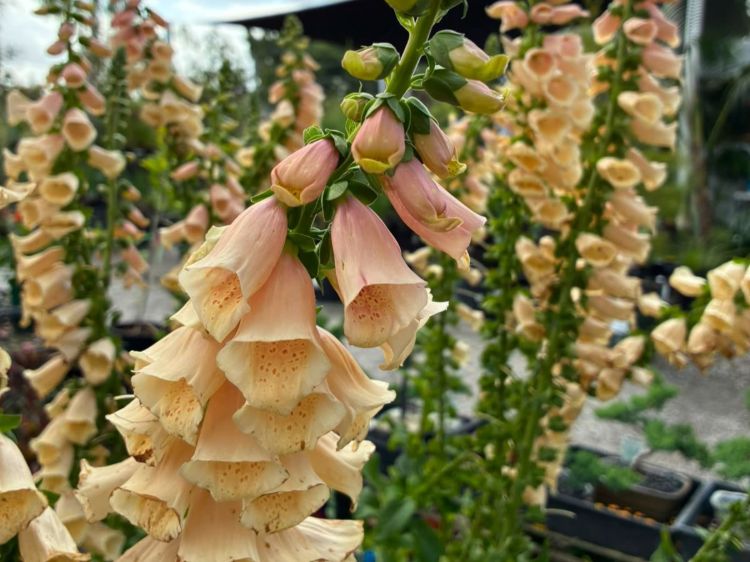 Digitalis purpurea Dalmatian Peach. Common name - Foxglove