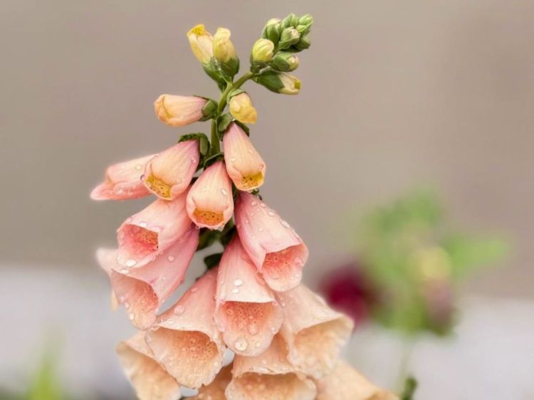Digitalis purpurea Dalmatian Peach. Common name - Foxglove