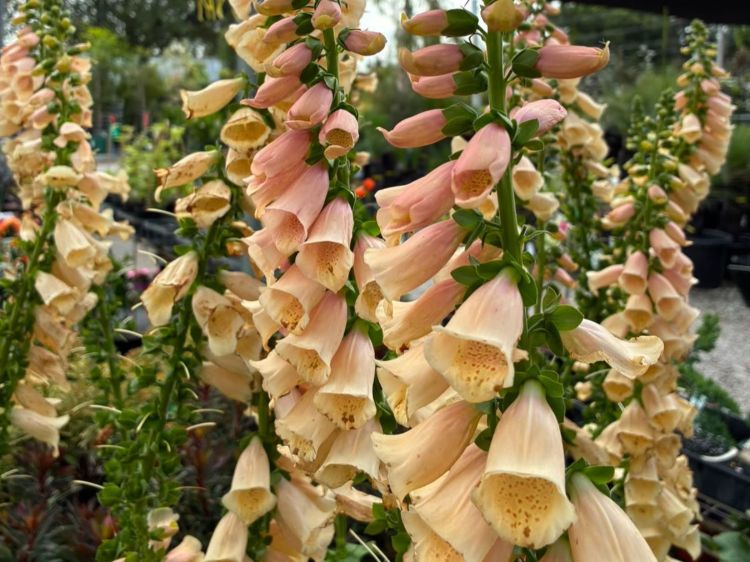 Digitalis purpurea Dalmatian Peach. Common name - Foxglove