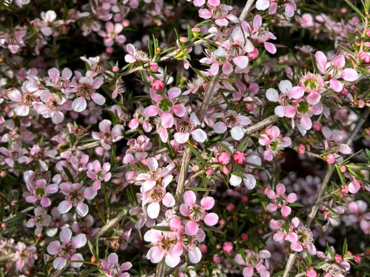 Leptospermum hybrida Pink Cascade. Common name - Tea Tree