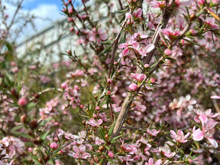Leptospermum hybrida Pink Cascade. Common name - Tea Tree