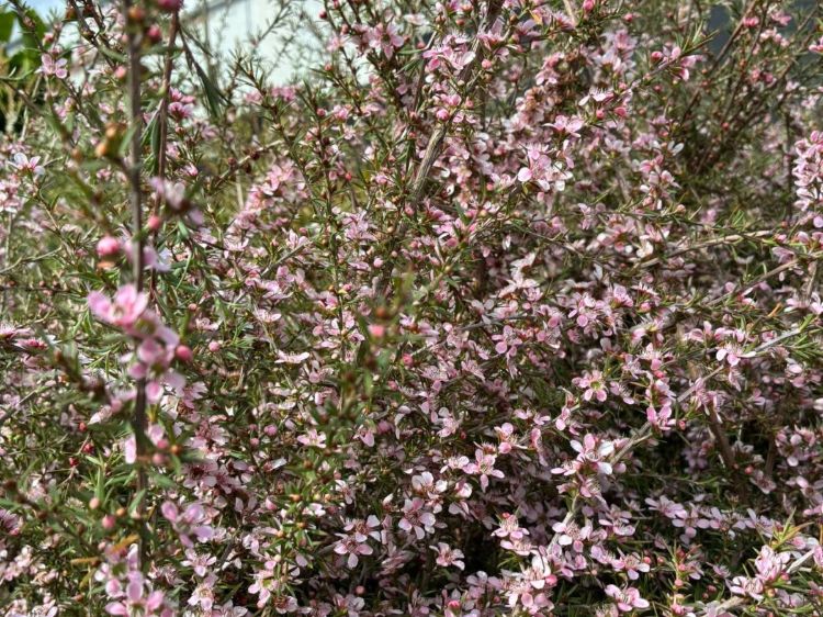 Leptospermum hybrida Pink Cascade. Common name - Tea Tree