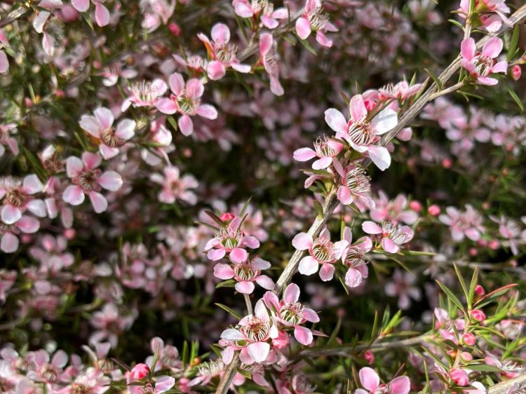 Leptospermum hybrida Pink Cascade. Common name - Tea Tree