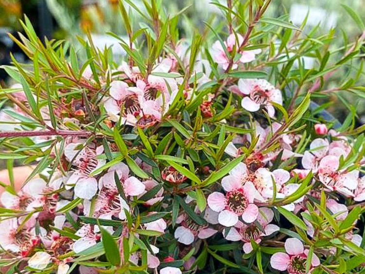 Leptospermum hybrida Pink Cascade. Common name - Tea Tree