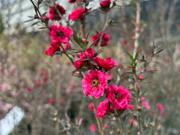 Leptospermum scoparium Burgundy Queen. Common name - Manuka, Manuka Myrtle, New Zealand Tea Tree, Tea Tree