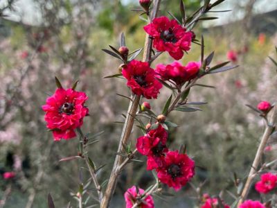 Leptospermum scoparium Burgundy Queen. Common name - Manuka, Manuka Myrtle, New Zealand Tea Tree, Tea Tree