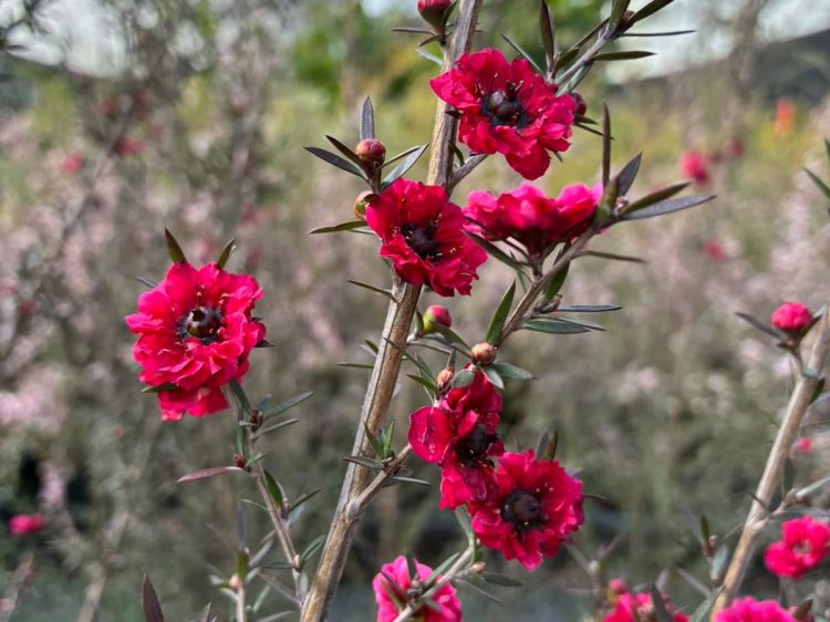 Leptospermum scoparium Burgundy Queen. Common name - Manuka, Manuka Myrtle, New Zealand Tea Tree, Tea Tree