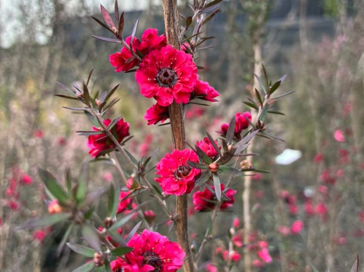 Leptospermum scoparium Burgundy Queen. Common name - Manuka, Manuka Myrtle, New Zealand Tea Tree, Tea Tree