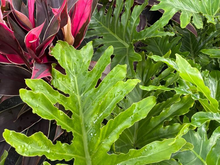 Philodendron bipinnatifidum Shangri La. Common name - Tree Philodendron