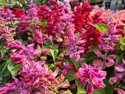 Salvia splendens Grandstand. Common name - Scarlet Sage, Red Sage, Tropical Sage