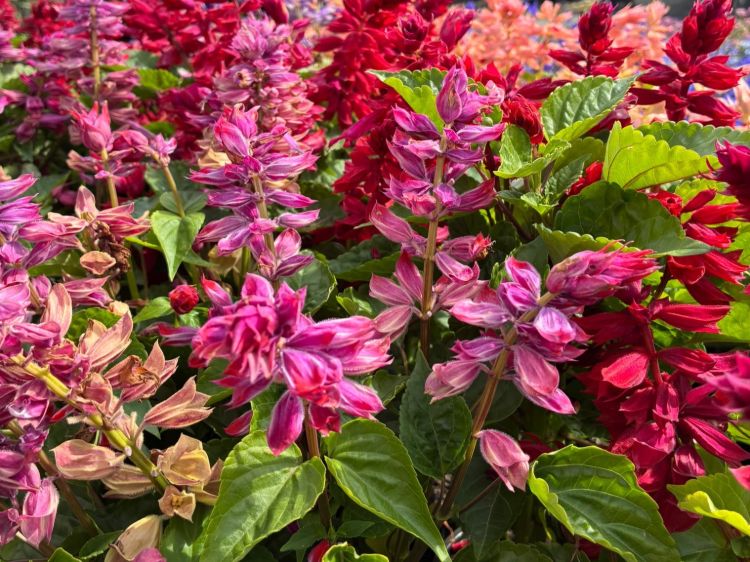 Salvia splendens Grandstand. Common name - Scarlet Sage, Red Sage, Tropical Sage