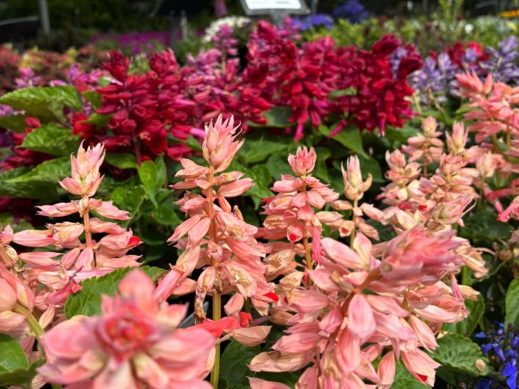 Salvia splendens Grandstand. Common name - Scarlet Sage, Red Sage, Tropical Sage