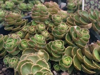 Sedum spurium Dragons Blood. Common name - Stonecrop, Succulent