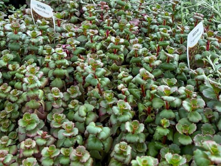 Sedum spurium Dragons Blood. Common name - Stonecrop, Succulent
