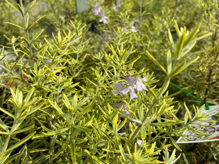 Westringia brevifolia raleighii Sea Mist. Common name - Native Rosemary, Coastal Rosemary, Coast Rosemary