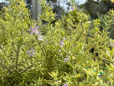 Westringia brevifolia raleighii Sea Mist. Common name - Native Rosemary, Coastal Rosemary, Coast Rosemary
