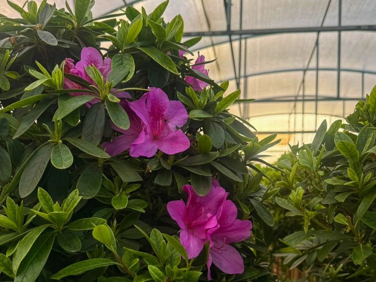 Azalea indica Phoeniceum. Common name - Azalea, syn Rhododendron indicum.