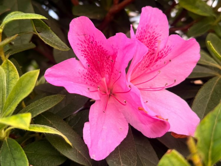 Azalea indica Phoeniceum. Common name - Azalea, syn Rhododendron indicum.