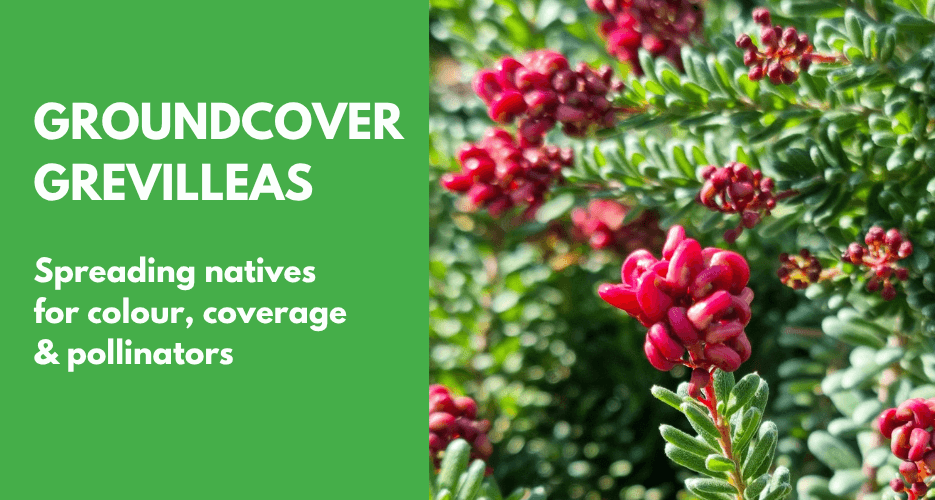 Groundcover Grevilleas for Australian Landscapes