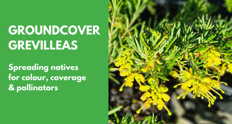 Groundcover Grevilleas for Australian Landscapes