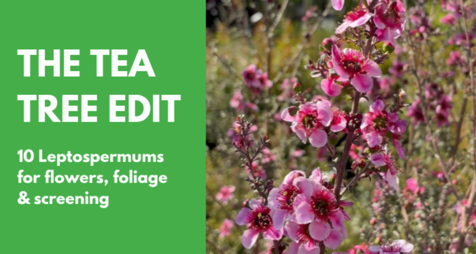 Leptospermums: 10 Tea Trees for Flowers, Foliage and Screening
