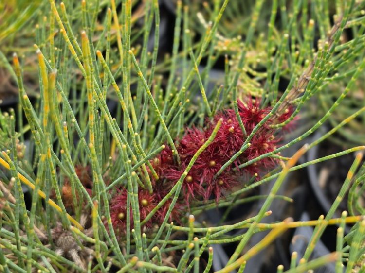 Allocasuarina monilifera Red Fox. Common Name: Necklace Sheoak.