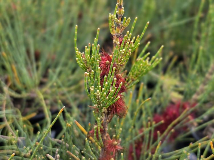 Allocasuarina monilifera Red Fox. Common Name: Necklace Sheoak.
