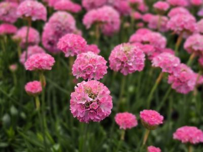 Armeria pseudarmeria Dreameria Daydream PBR. Common name - Sea Thrift