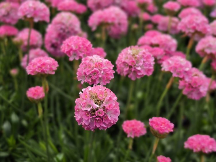 Armeria pseudarmeria Dreameria Daydream PBR. Common name - Sea Thrift