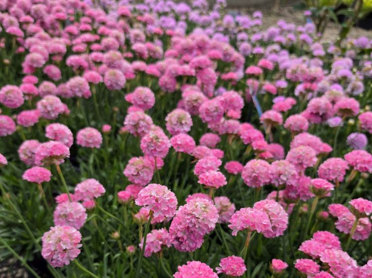 Armeria pseudarmeria Dreameria Daydream PBR. Common name - Sea Thrift
