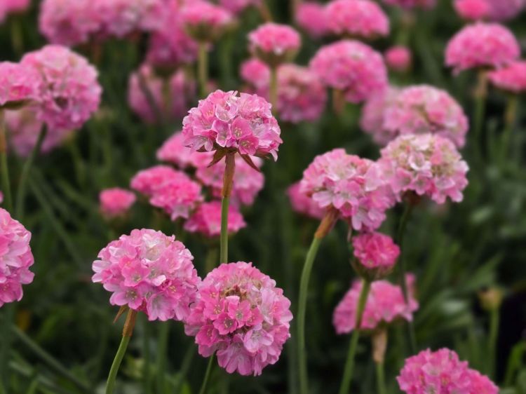 Armeria pseudarmeria Dreameria Daydream PBR. Common name - Sea Thrift