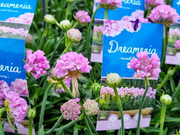 Armeria pseudarmeria Dreameria Daydream PBR. Common name - Sea Thrift