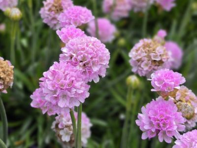 Armeria pseudarmeria Dreameria Sweet Dreams PBR. Common Name - Sea Thrift, Dreameria Armeria.