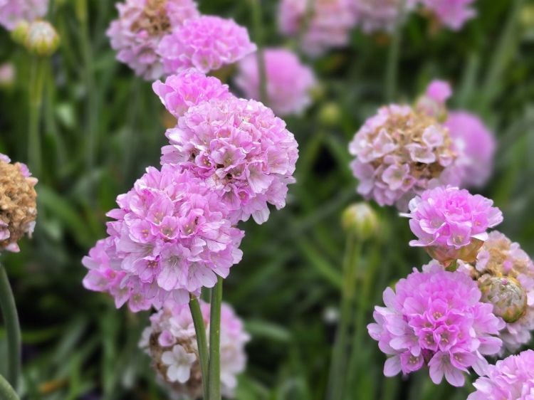 Armeria pseudarmeria Dreameria Sweet Dreams PBR. Common Name - Sea Thrift, Dreameria Armeria.