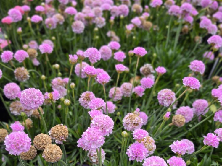 Armeria pseudarmeria Dreameria Sweet Dreams PBR. Common Name - Sea Thrift, Dreameria Armeria.