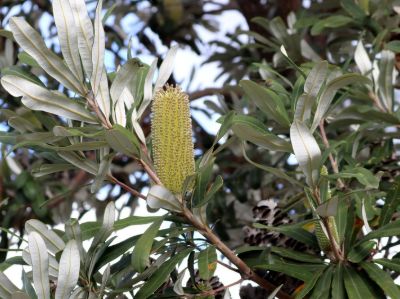 Banksia integrifolia. Common Names - Coast Banksia