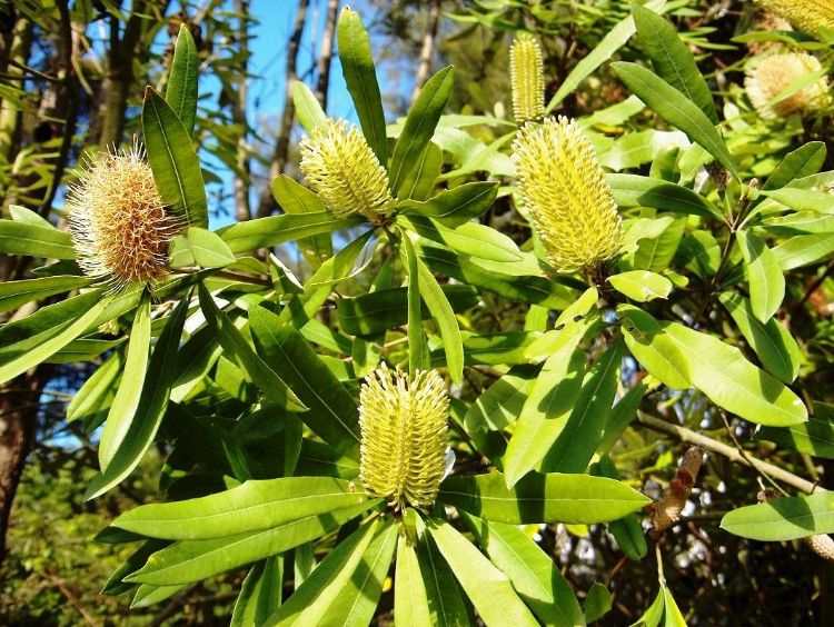 Banksia integrifolia. Common Names - Coast Banksia