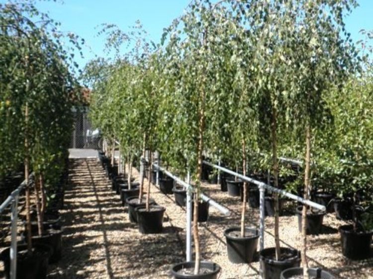 Betula pendula Youngii. Common name - Weeping Birch, Weeping Silver Birch