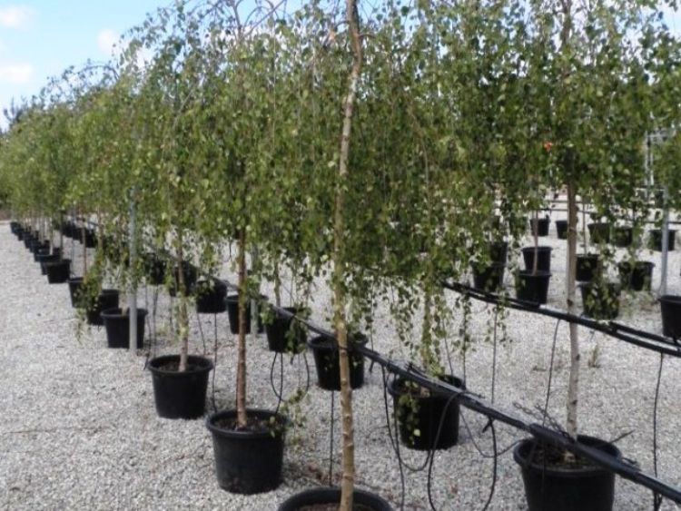 Betula pendula Youngii. Common name - Weeping Birch, Weeping Silver Birch