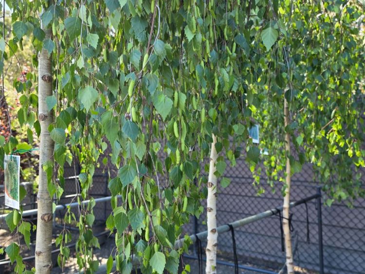 Betula pendula Youngii. Common name - Weeping Birch, Weeping Silver Birch