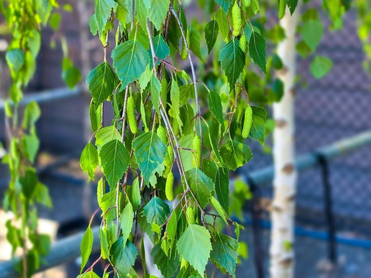 Betula pendula Youngii. Common name - Weeping Birch, Weeping Silver Birch