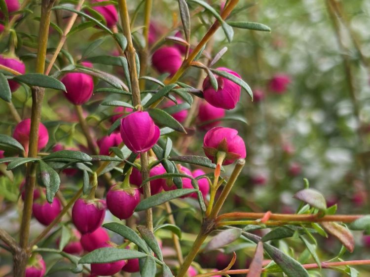 Boronia hybrida Fiesta. Common Names - Boronia, KPB143
