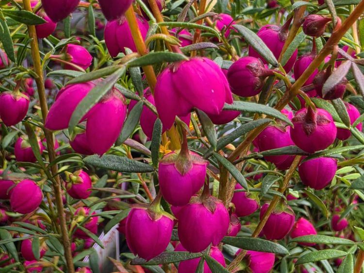 Boronia hybrida Fiesta. Common Names - Boronia, KPB143