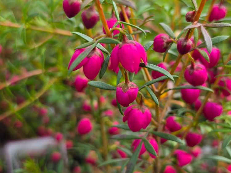 Boronia hybrida Fiesta. Common Names - Boronia, KPB143