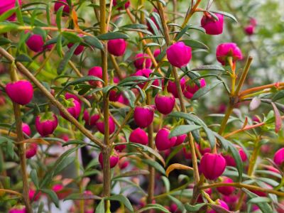 Boronia hybrida Fiesta. Common Names - Boronia, KPB143