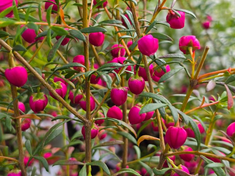 Boronia hybrida Fiesta. Common Names - Boronia, KPB143
