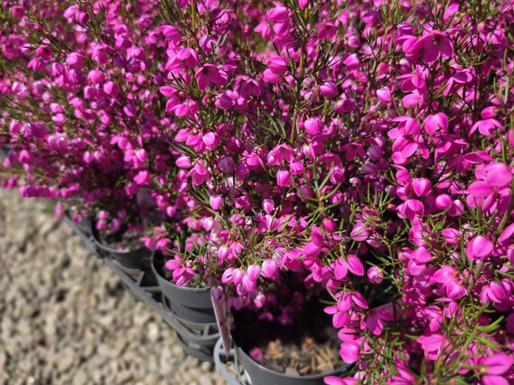 Boronia hybrida Flamingo. Common Name - Boronia, KPB29